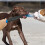 Break Stick Large Size Dog Training Tool, Dog Biting Rod, Grade Material, Safe Practical 5