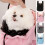 Cats Carriers Bag Backpack Breathable Bag Portable Soft-S Gray 7