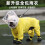 Windproof Dog Rain Coat Hooded Rain Coat Full Coverage Pet-L 2