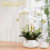 Ensemble de piquets d'orchidées en-Ensemble de 30 pièces 7