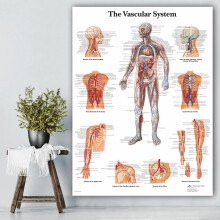 Vascular System Chart Poster 40x60cm Unframed Canvas Painting For Anatomy Pathology Medical Education Wall Art