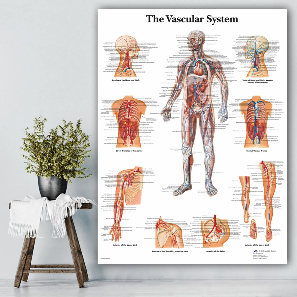Vascular System Chart Poster 40x60cm Unframed Canvas Painting For Anatomy Pathology Medical Education Wall Art
