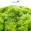 WWScenics 4mm Spring Static Grass - 1000ml Canister Model Rail Scenics G4-009 2