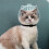 Cat Mouth Cover: Transparent Muzzle For Bite Prevention, Adjustable Kitten Astronaut Helmet, Small Animal Muzzle 4