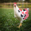 Back Protector: Chicken Saddle Ensures Feather Protection And Comfortable Wear 5