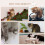 Cat Wall Shelves/Cat Trees /Cat Climbing Tower 5