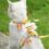 Cats Harnesses Adjustable Breathable Mesh Vest For Small To Medium Cats 2