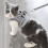 Walk Cat Harness Soft NoPull For Small Cats Grey Size M 2