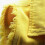 (s, Yellow) Women's Spring And Autumn Coat Solid Color Sleeveless Denim Jacket Jacket_1 4