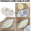 Egg Slicer for Kitchen Use 4