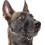 (L,Black)Nylon Soft Dog Muzzle, Anti-bit, Anti-bark, Anti-chew, Adjustable Ring (xl, Black) U New Arrival 1