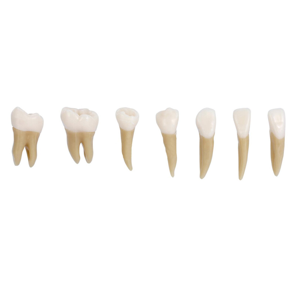 Dental 1:1 Permanent Teeth Model School Demonstration Study Practice D