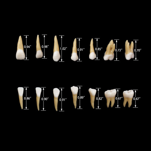 Dental 1:1 Permanent Teeth Model School Demonstration Study Practice D 1