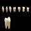 Dental 1:1 Permanent Teeth Model School Demonstration Study Practice D 3