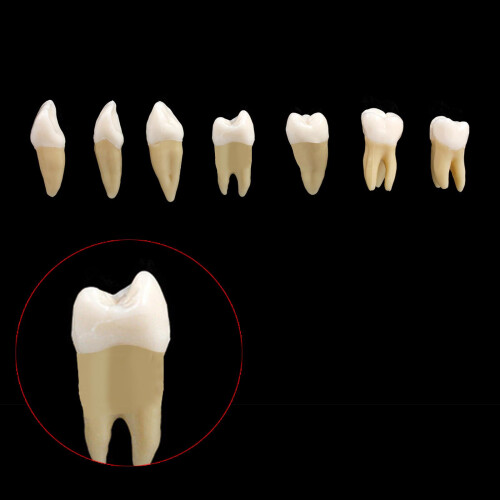 Dental 1:1 Permanent Teeth Model School Demonstration Study Practice D 2
