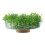 LSA Canopy Glass Planting Bowl Diameter 28cm with Cork Stem 4