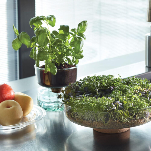 LSA Canopy Glass Planting Bowl Diameter 28cm with Cork Stem 1