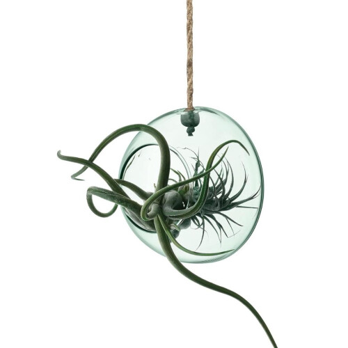 LSA Canopy Recycled 12cm Hanging Planter Clear 1