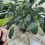Polycarbonate Greenhouse Sheets,Outdoor Glazing Panels Replacement Shed Panel,Clear Solid Panels 4