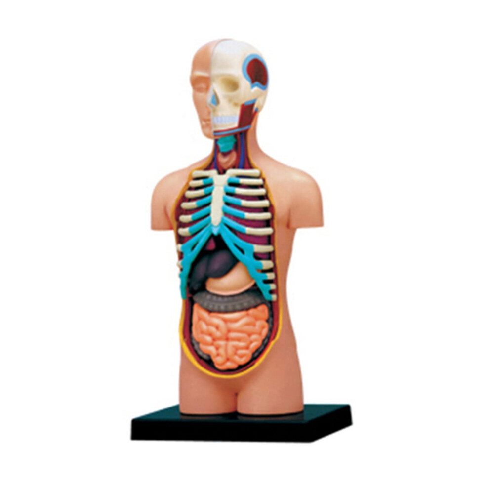 Anatomy Model of Human Torso Body with Removable Organs Ideal for Nurses, Doctors, Medical Students