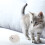 2 weiche katzenbälle mit spielen 6