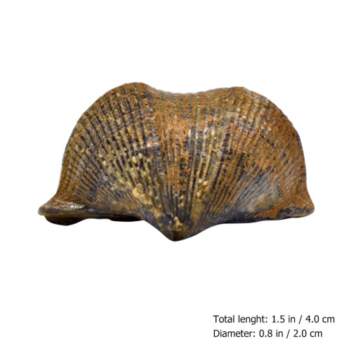 2 Brachiopod Paleontologie Fun Science Sieraden 1