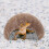 Reptile Hideout, per Lucertole, , Granchi e Tartarughe 5
