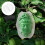 Reusable Ginseng Fruit Mold Clear Small Growth Fruits Mold 7