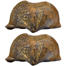 2 Pièces Brachiopode Paléontologie Sciences Éducatif Ornement