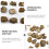 2 Brachiopod Paleontologie Fun Science Sieraden 11