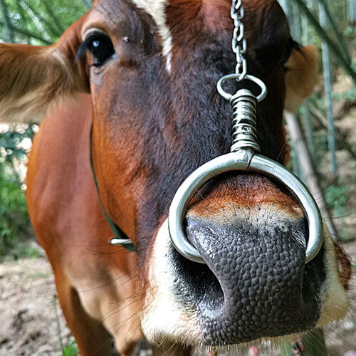 High Strengths Nose Control Tool for Animals-small 1