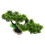 Árvore De Para Bonsai Decoração Diy 9