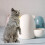 ciotola 100 ml con orecchie gatto per criceti conigli bianco 10
