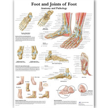 Anatomical Illustration Poster Of The Human Foot Skeletal Muscle For Teaching Canvas 18x24 Inches Educational Poster