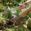 Westland Kent & Stowe Triple Pack Botanical Weeding Gloves Medium 5