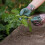 Westland Kent & Stowe Triple Pack Botanical Weeding Gloves Medium 6
