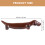 4Pz Per Bacchette Misti Design Cane Tavola 2