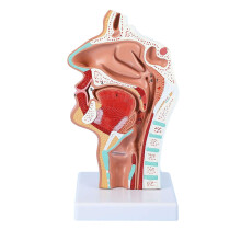 Human Anatomical Nose Cavity Neck Anatomy Medical Model Larynx And Pharynx Anatomical Model For Science Teaching Model
