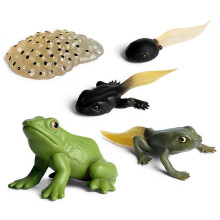 (As show, One size) Simulation Animal Model Kids Mini Animal Rooster Ant Frog Turtle Mosquito Growth Cycle PVC Action Figures Doll Toy for Kids