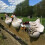 Chicken Garden Stake, Backyard Decoration 4