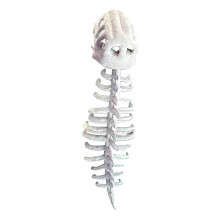 Dinosaur Skeleton Costume Set Novelty for Outdoor Events Masquerade Bi