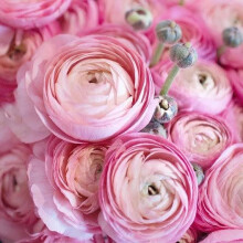 Corms and More Ranunculus Corms HalfClone Juliette (10)