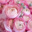 Corms and More Ranunculus Corms HalfClone Juliette (10) 1