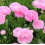 Corms and More Ranunculus Corms HalfClone Juliette (10) 2