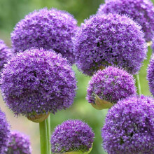 5 Allium Gladiator Bulbs Ready to Plant Blooming Onion Live Indoor/Outdoor Perennial Plant
