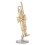 Miniatur-Trompete, langlebiges Messing, exquisites 6