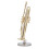 Miniatur-Trompete, langlebiges Messing, exquisites 8