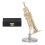 Miniatur-Trompete, langlebiges Messing, exquisites 1
