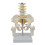 Middle spine with removable pelvis and leg bones 1