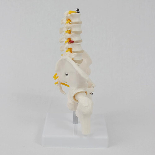 Middle spine with removable pelvis and leg bones 1